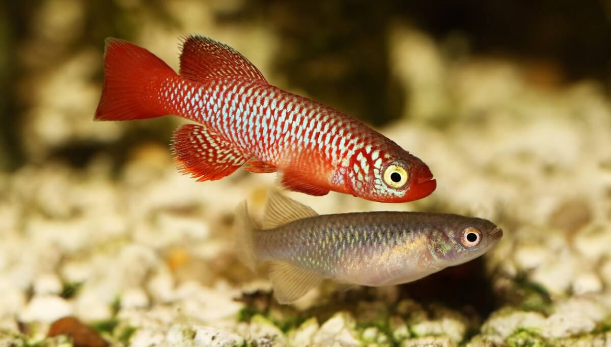 Los peces turquesa son unos de los animales menos longevos del mundo.