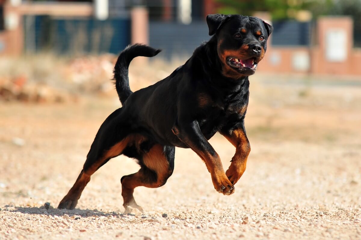 Un rottweiler corre por el campo.