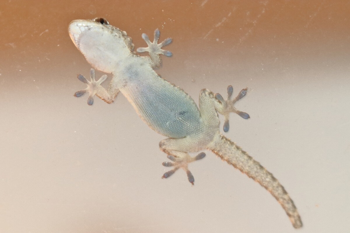 A gecko stuck to a glass.