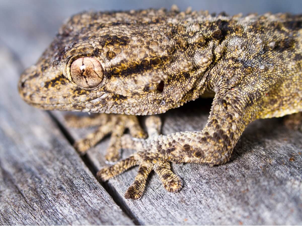 Una de las mascotas exóticas que parece un dragón.