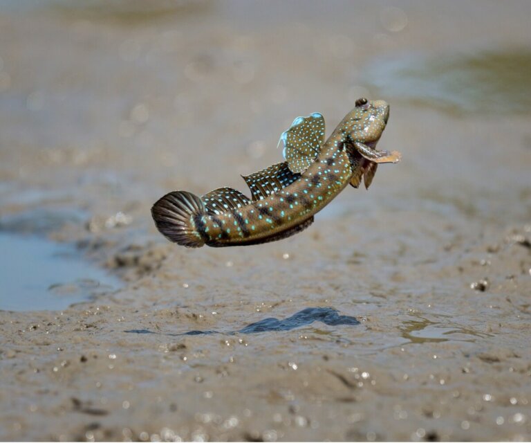 7 peces que respiran fuera del agua