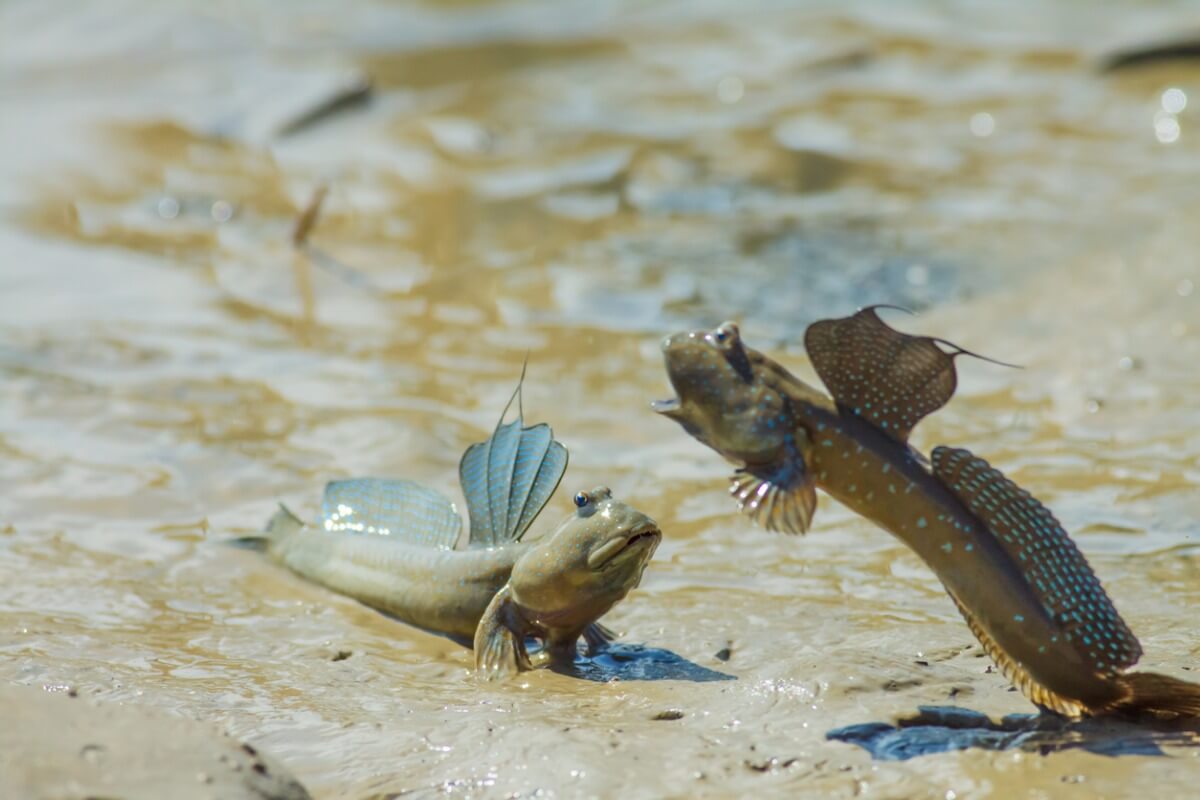 Un combat entre des trémies de boue.