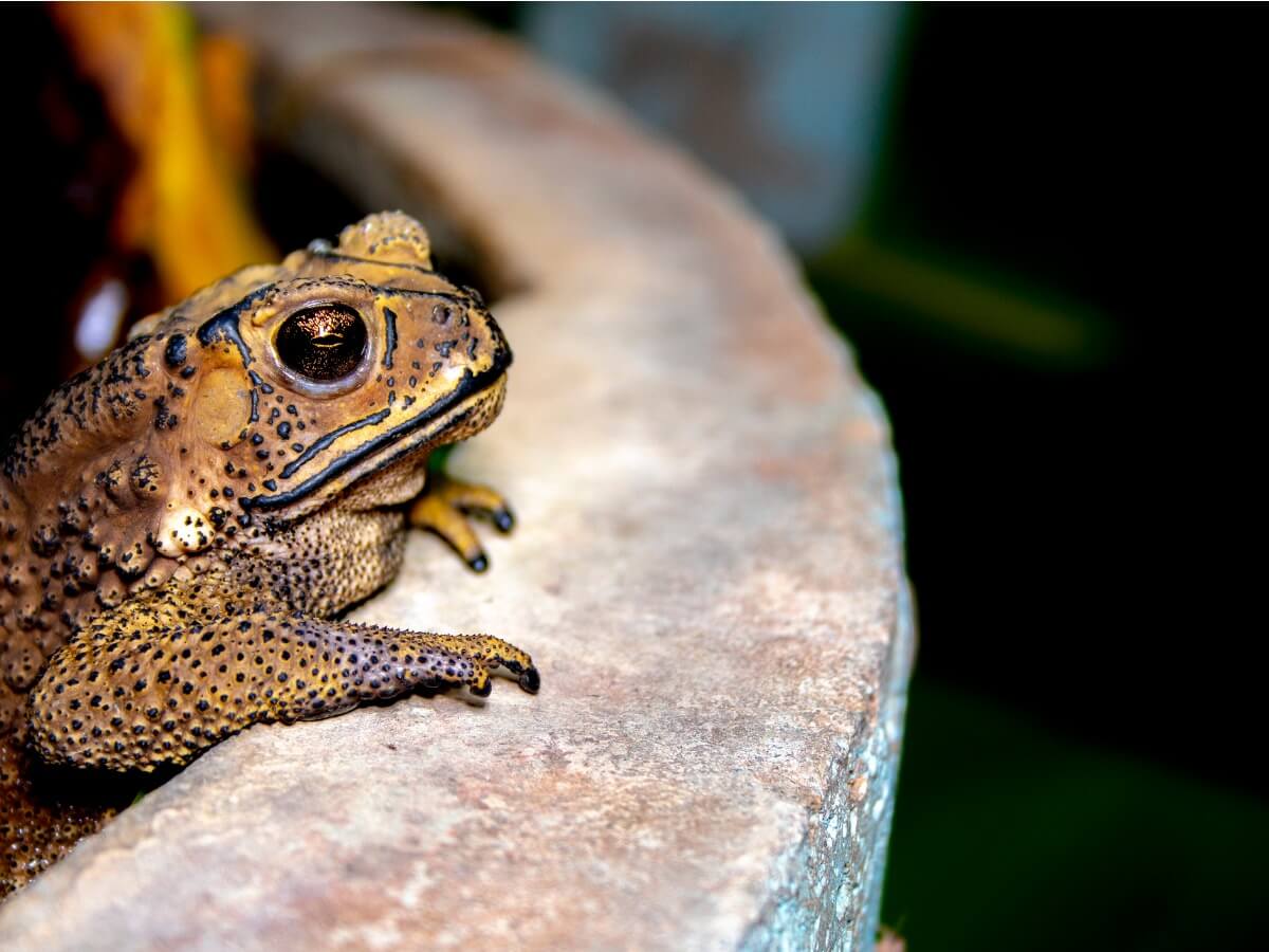 One of the poisonous toads on a fountain.