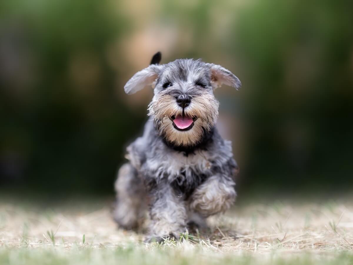 Un perro corre hacia su tutor.