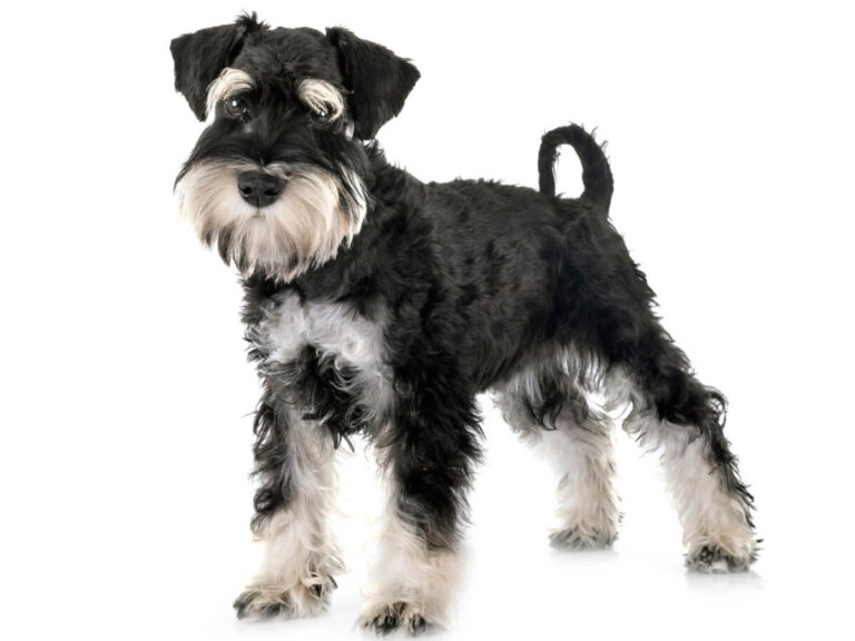 Schnauzer miniatura: todo lo que debes saber