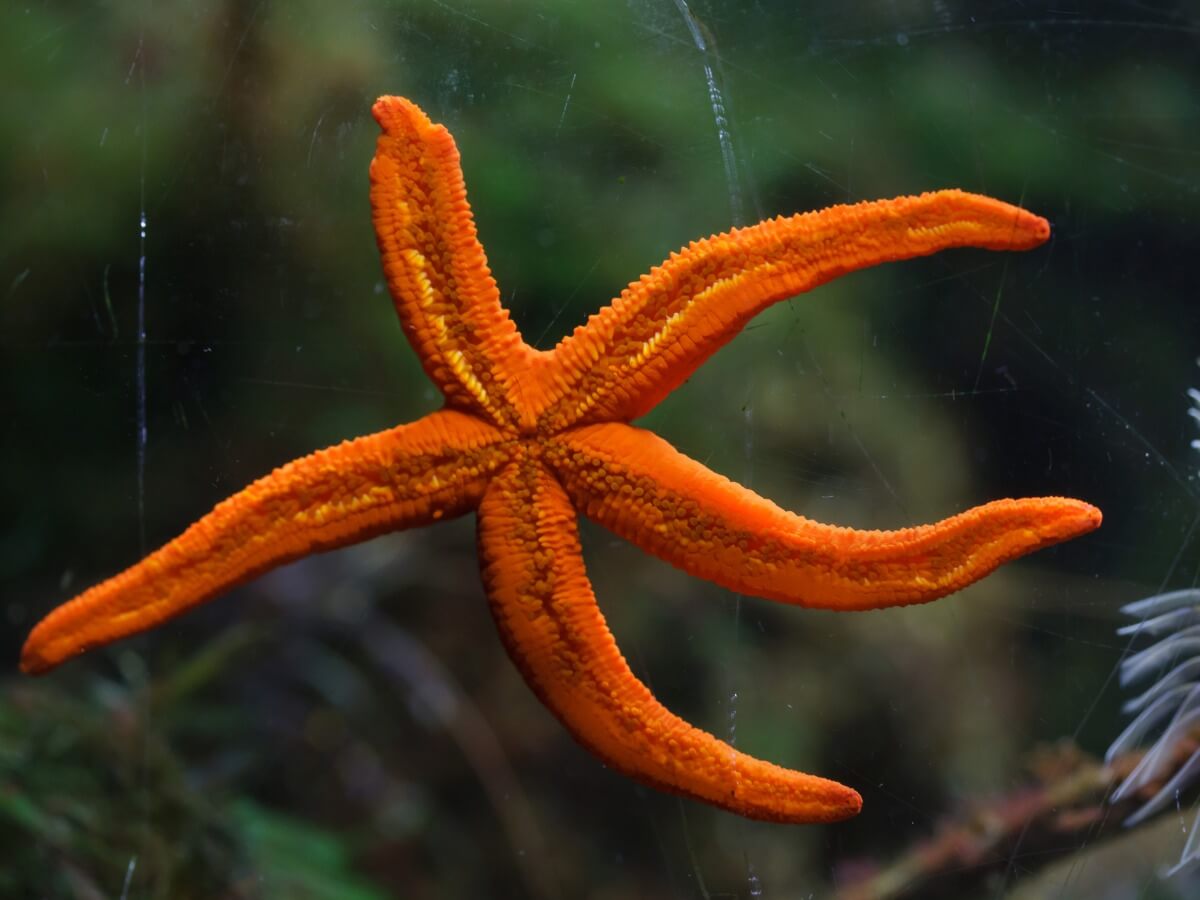 Uno se los tipos de estrellas de mar.