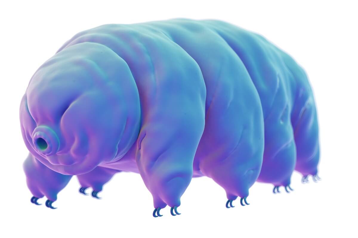 A tardigrade on a white background.