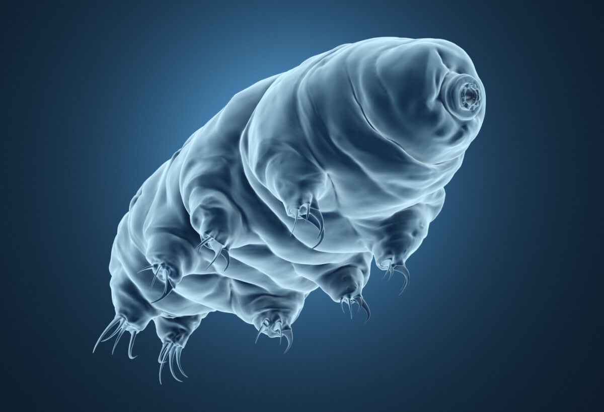 A tardigrade in three dimensions.
