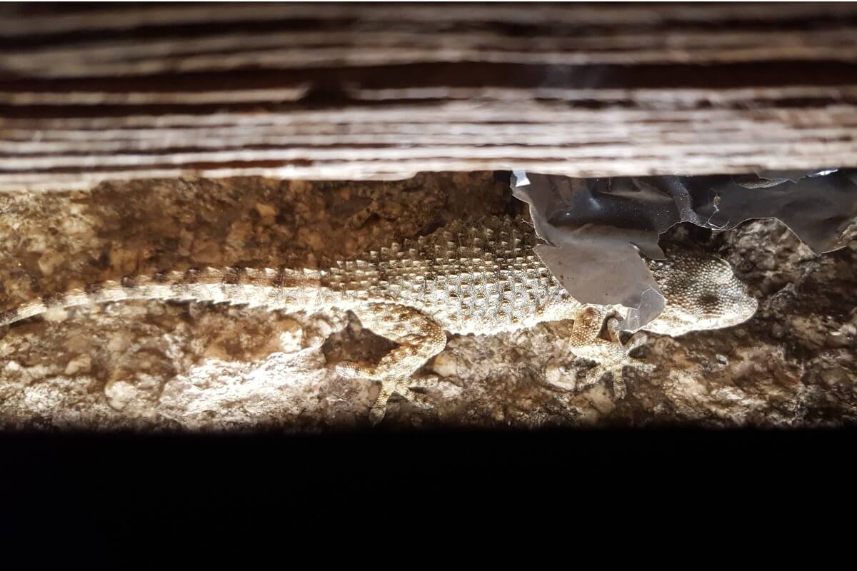 Un gecko sur un mur.