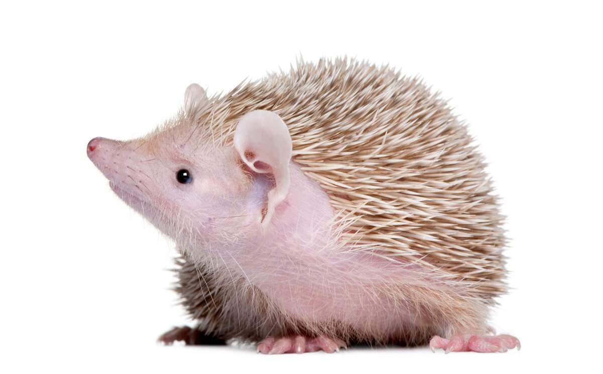 A tenrec on white background