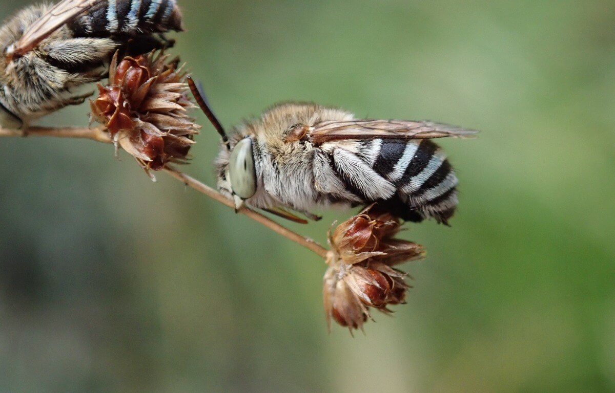 A type of Australian bee.