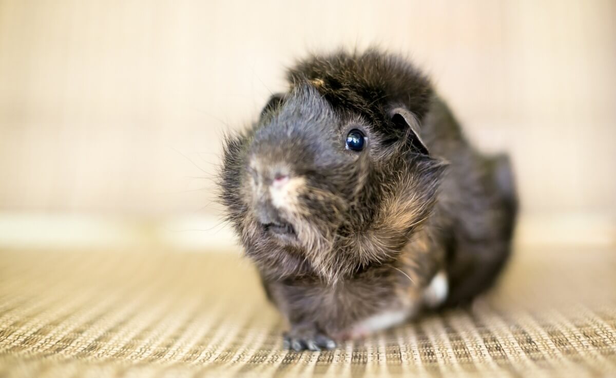 One of the types of guinea pigs.