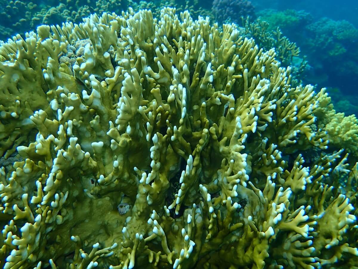 Un altro tipo di corallo.