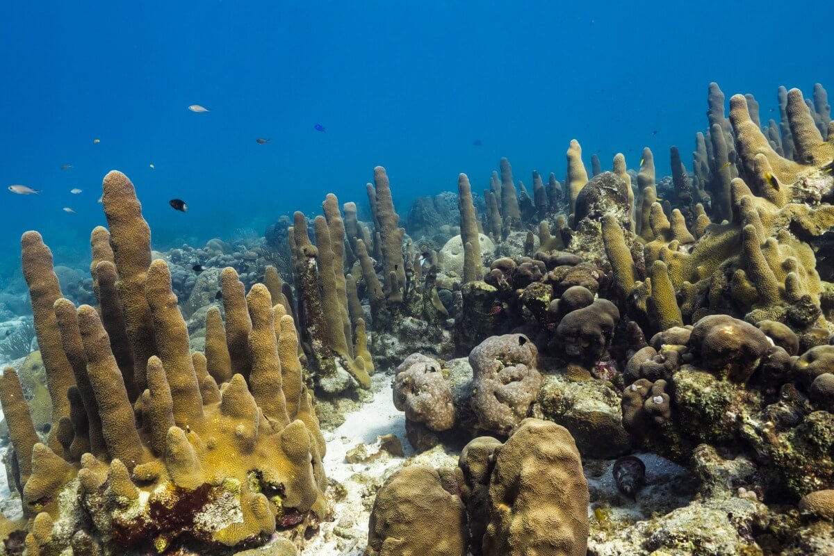Un tipo di corallo a forma di pilastro.