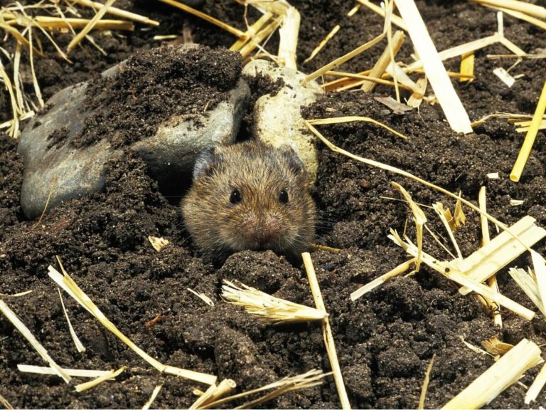 Topillo campesino: hábitat y características