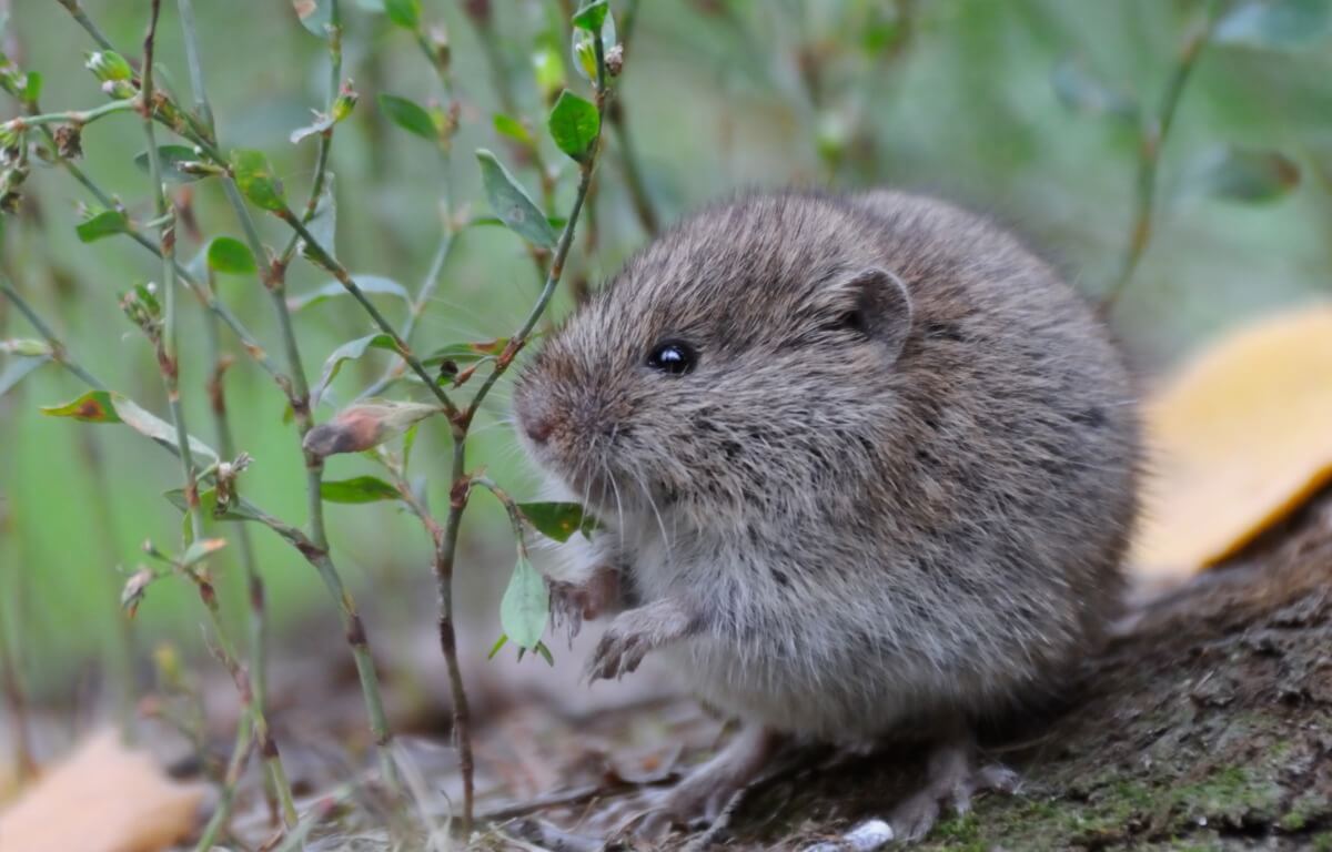 Un ejemplar de Microtus arvalis.