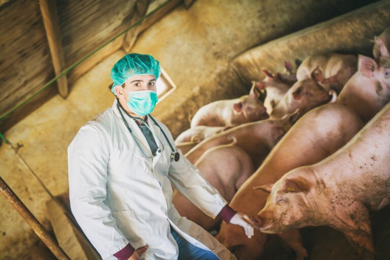 Mal rojo en cerdos: síntomas, causas y tratamiento