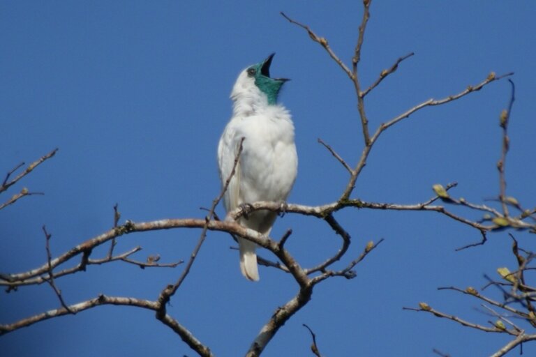 Pájaro campana: hábitat y características