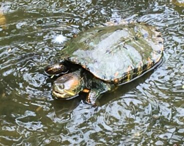 La hicotea, una especie en extinción