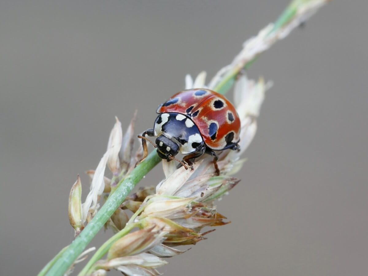 Un ejemplar de Anatis ocellata.