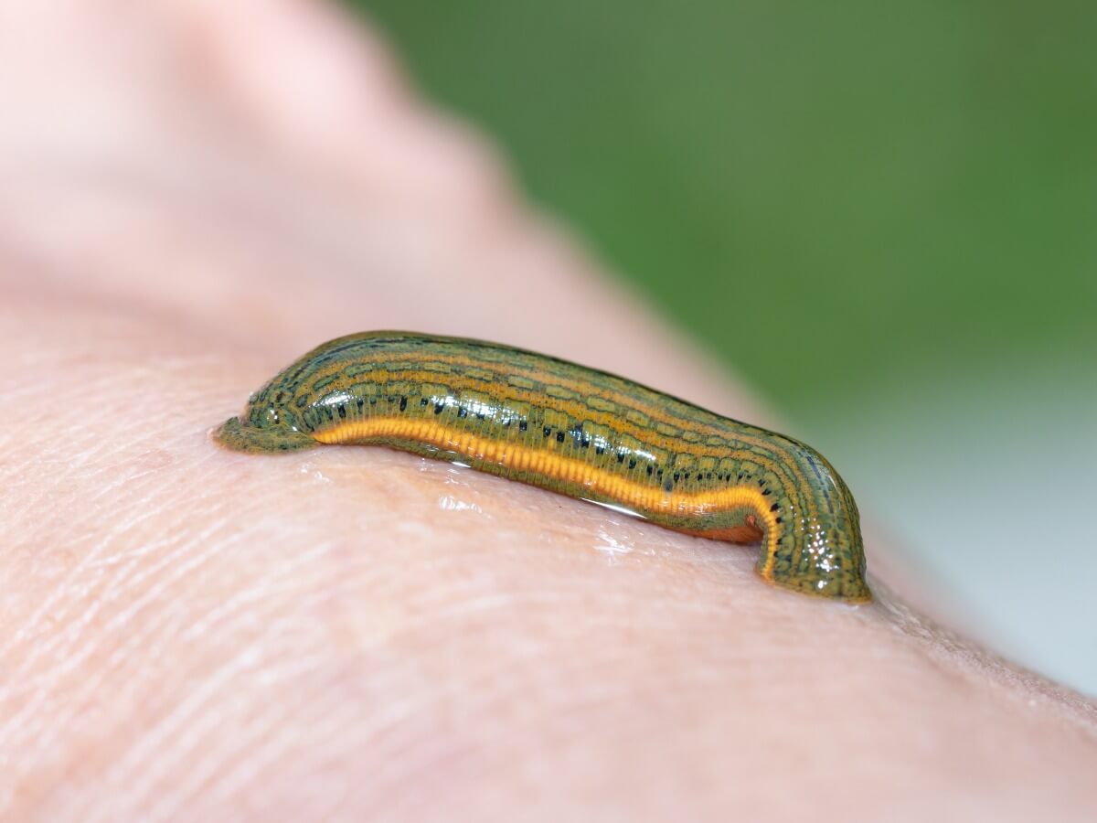 A bloodsucking annelid.