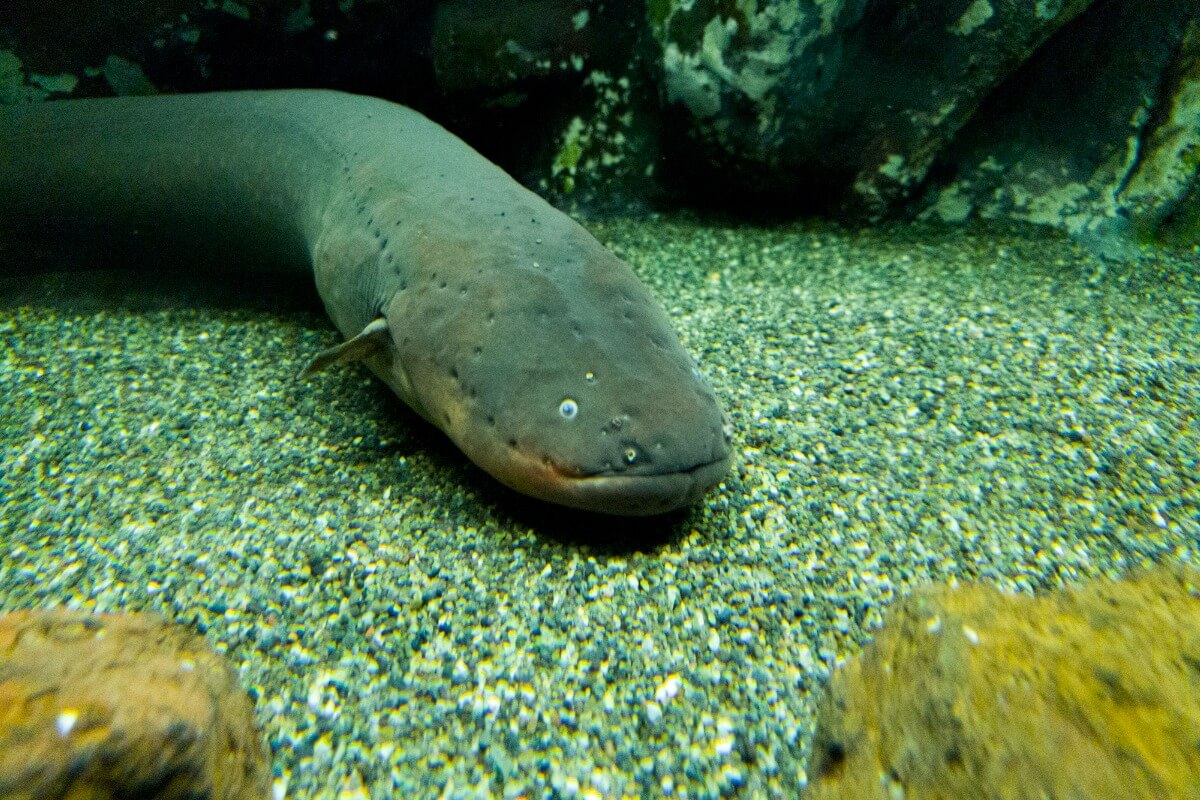 Uno de los peces más peligrosos del mundo.