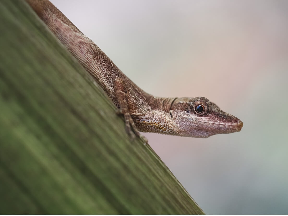 Un anolis pigmeo pequeño.