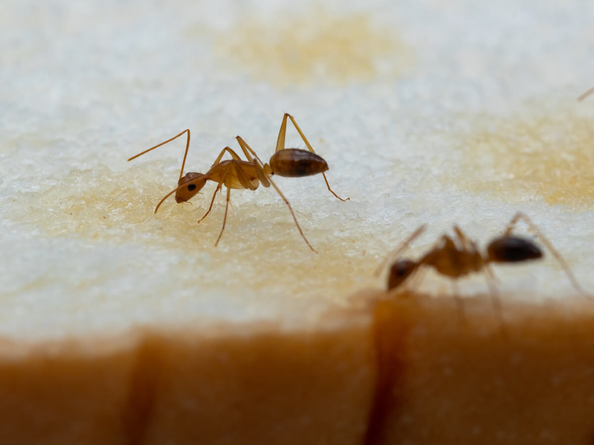 Deux fourmis folles.