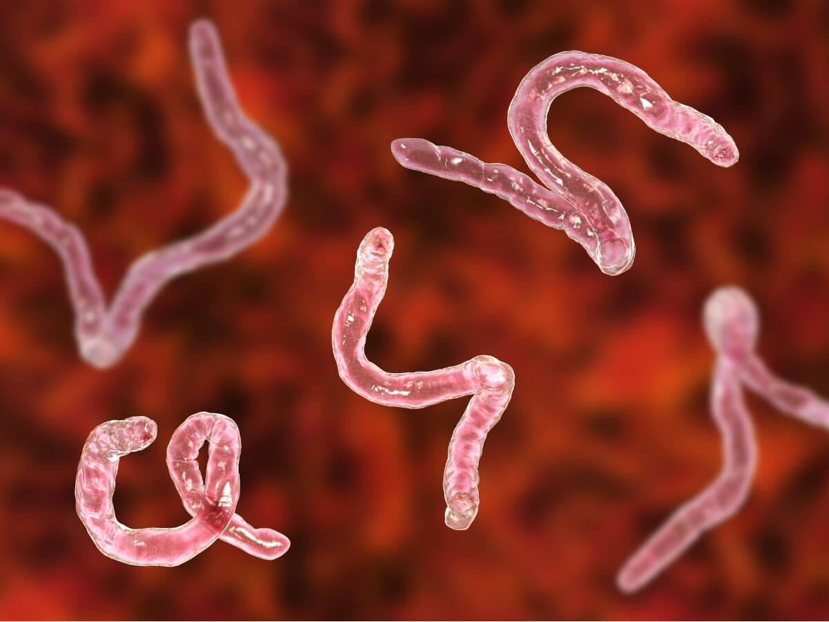 A group of hookworms.