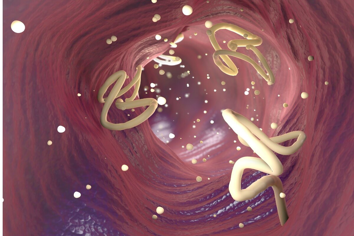 An example of hookworm in cats.