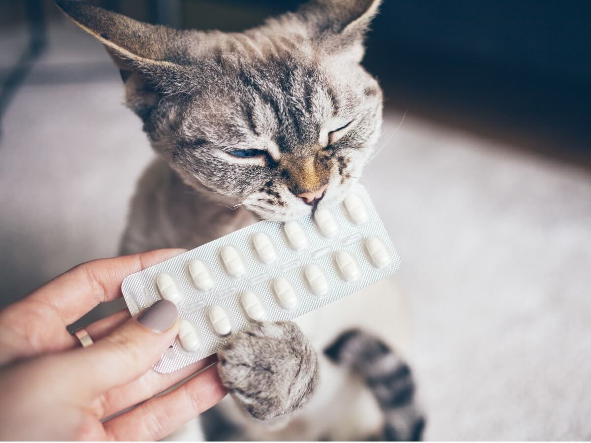 Buprenorphin - Katze beißt in Medikamentenblister