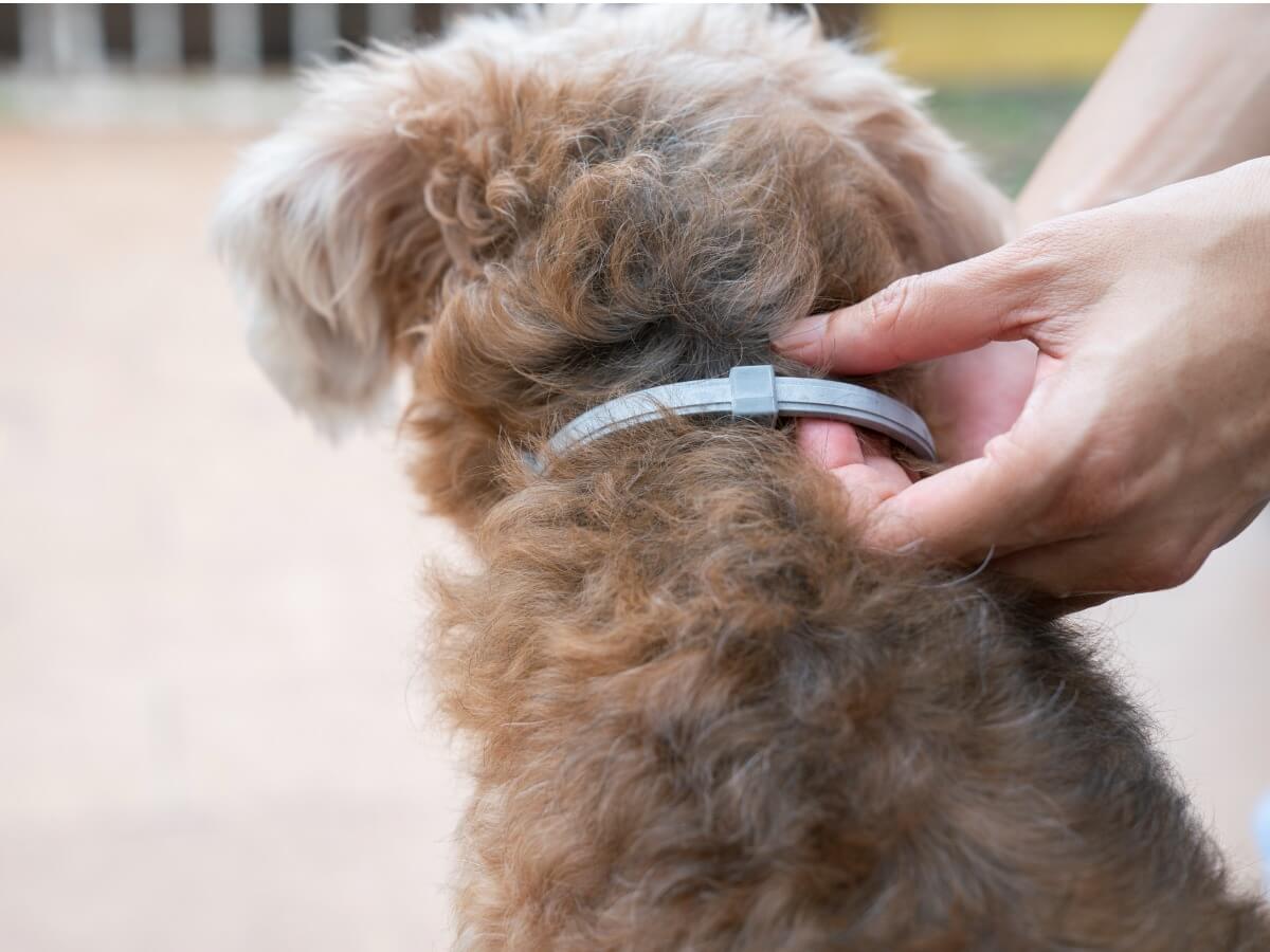 Un antiparasitaire pour les chiens.