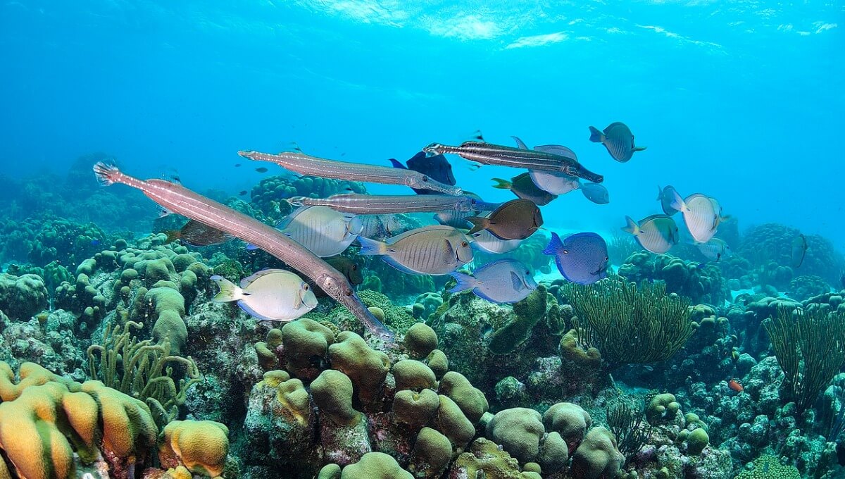 A group of fish on a reef.