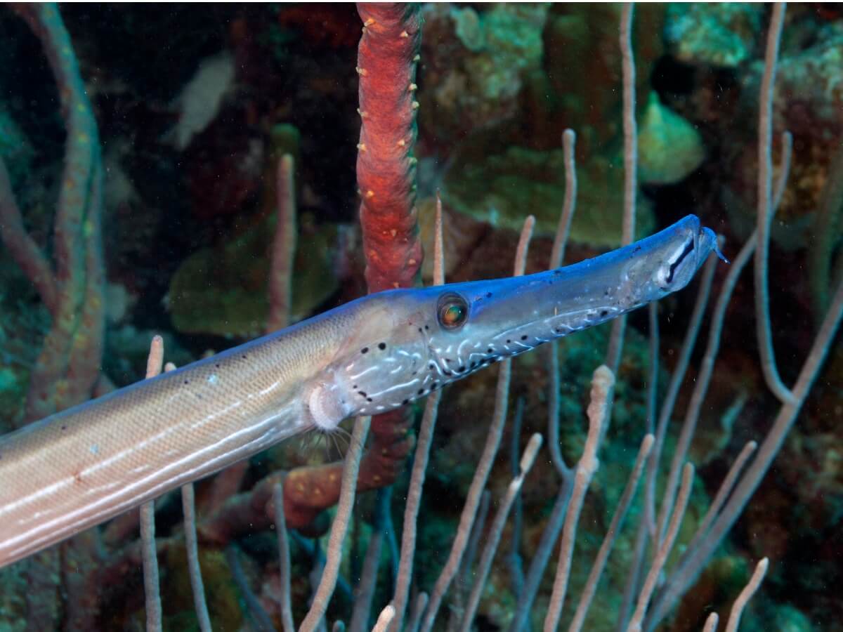 Detail of the cephalic area of a trumpetfish.