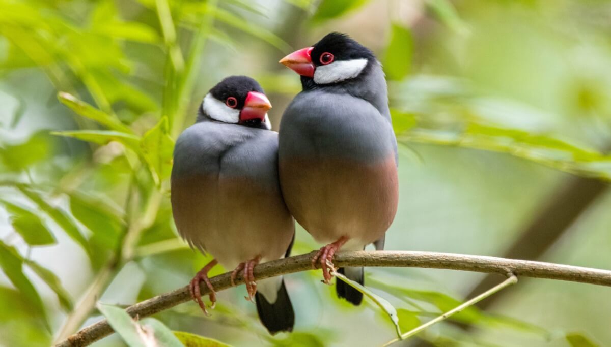 Vom Aussterben bedrohte Hausvögel - Reisfinken
