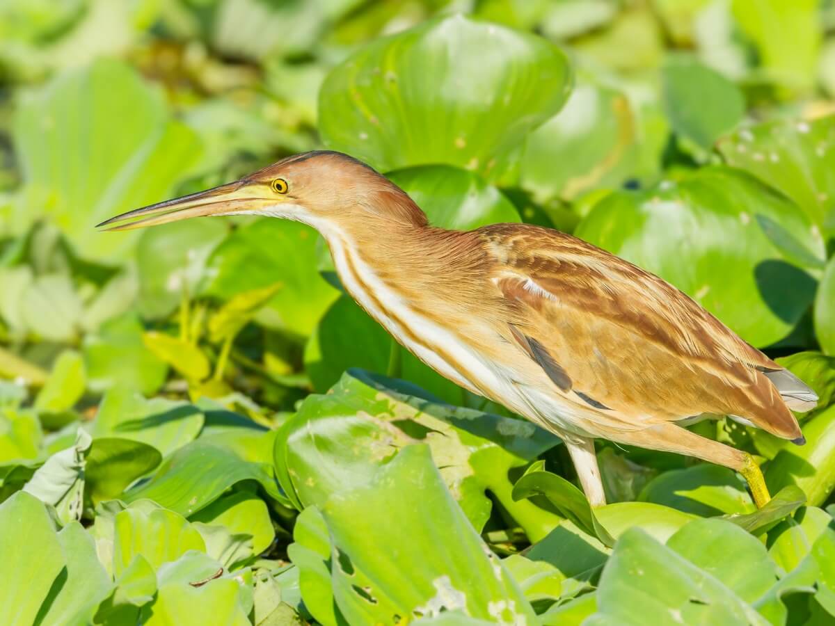 Nilüferler arasında biraz acı.