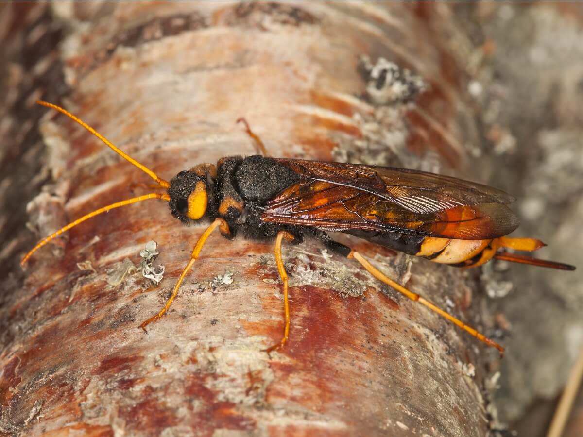 Otros de los insectos que comen madera.