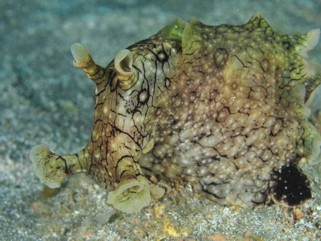 Una babosa liebre común en el fondo marino.