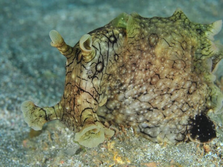 Liebre de mar común: hábitat y características