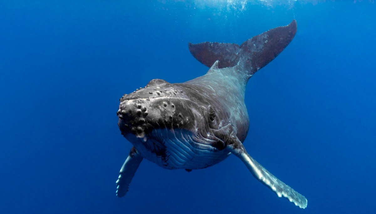 Balena 52-hertz, una balena perduta.
