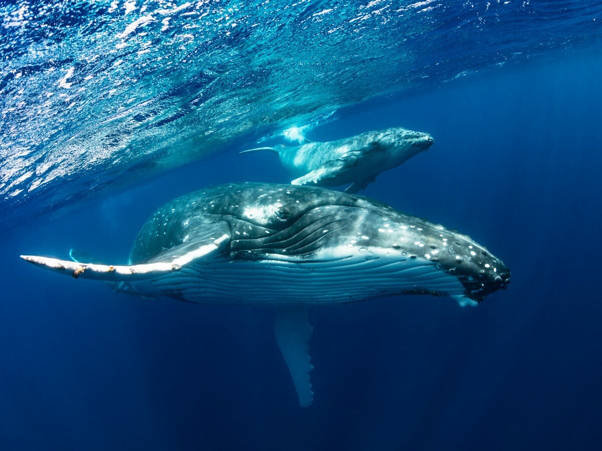 Una ballena jorobada con sus crías.