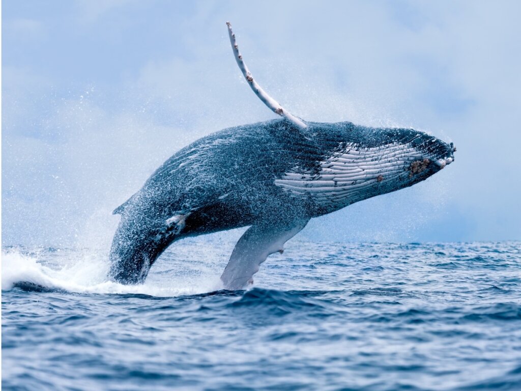¿Cómo respiran las ballenas?