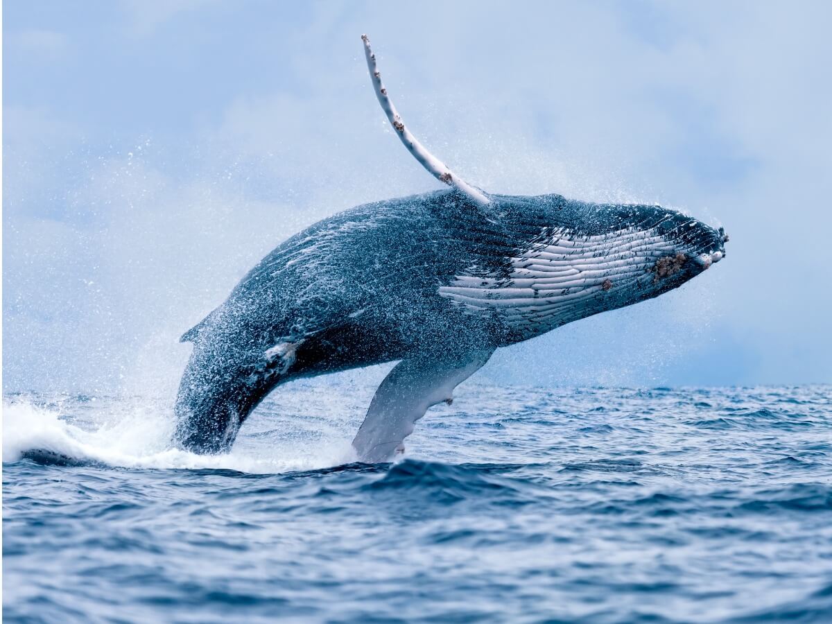 Uma grande baleia jubarte.