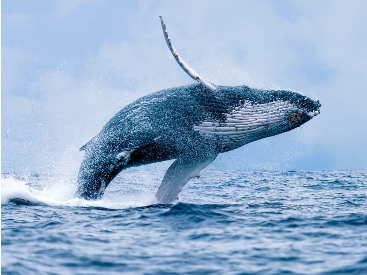 Humpback Whale Habitat Characteristics And Behavior Humpback whale habitat characteristics and behavior