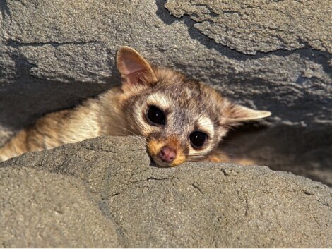 Rintel: hábitat, características y cuidados - Mis Animales