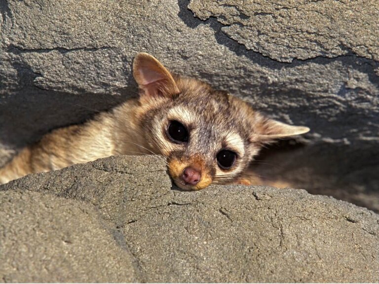 Rintel: hábitat, características y cuidados