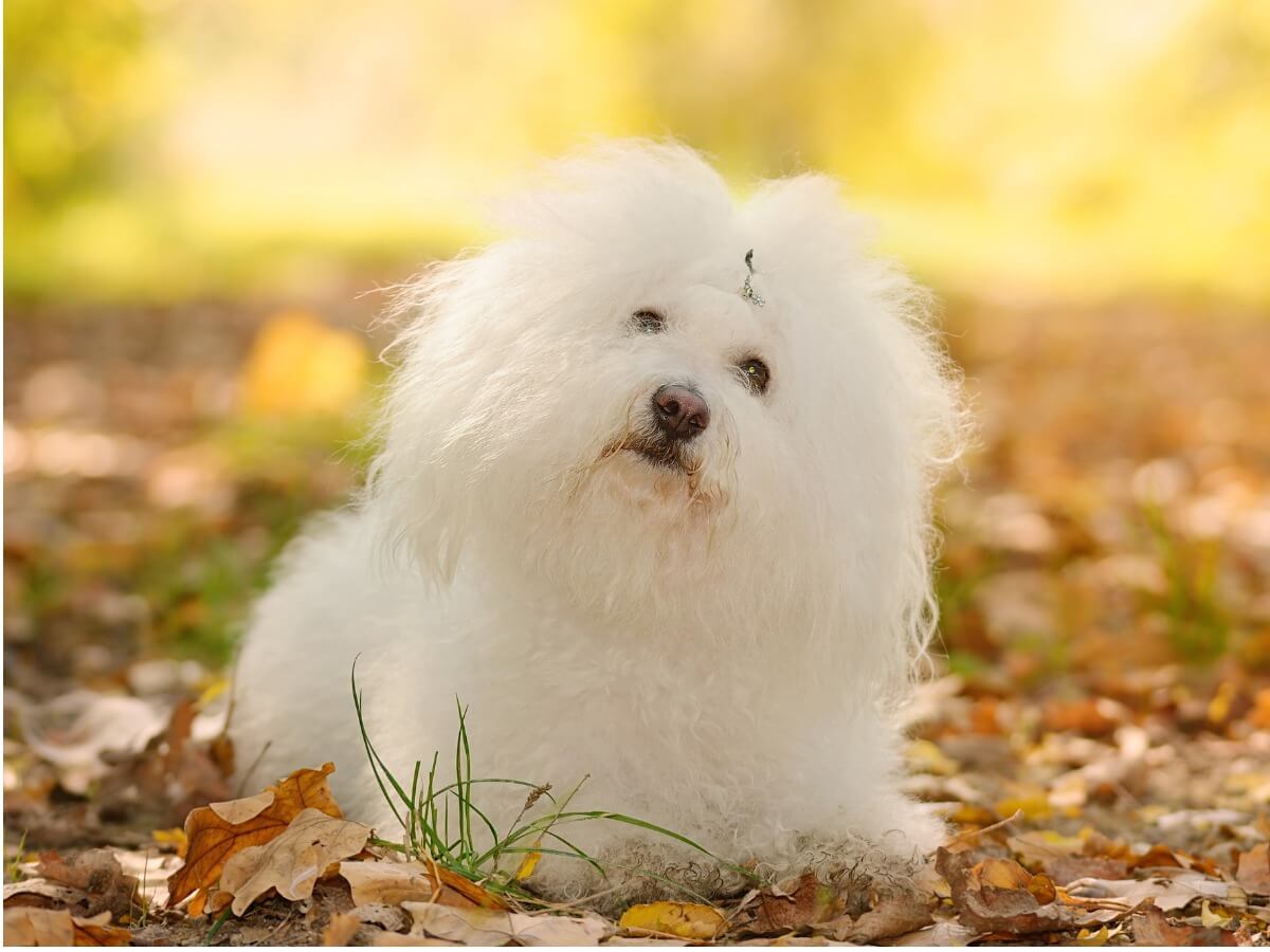 Un bichón boloñés en el césped.