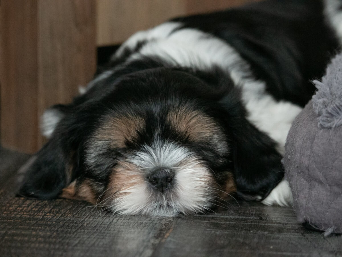 Un des types de bichons.