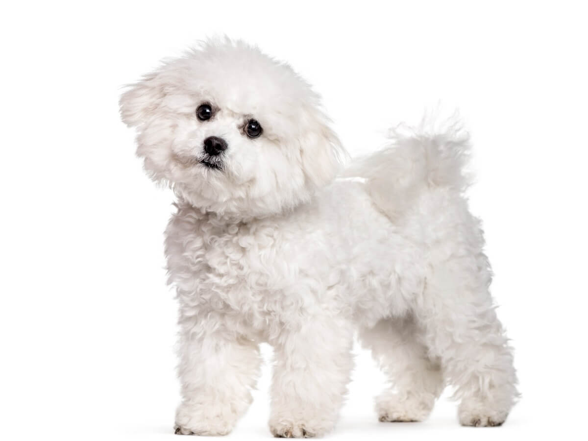 Der Bichon verliert kaum Haar.