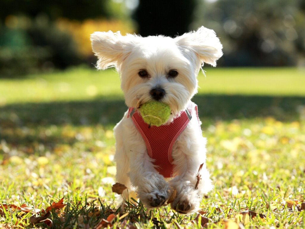 Un bichón maltés con una pelota.